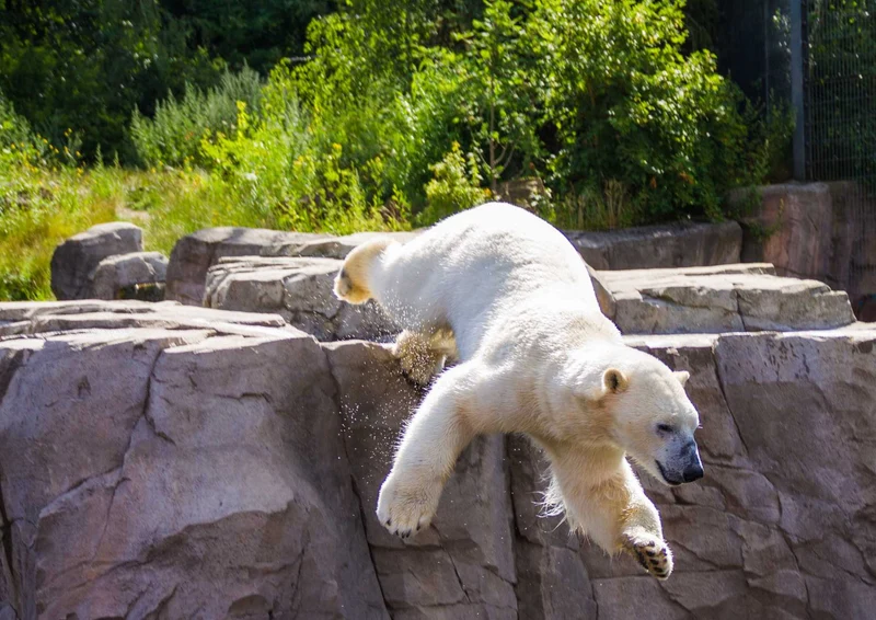 94011 Tierwelt - Eisbär Puzzle