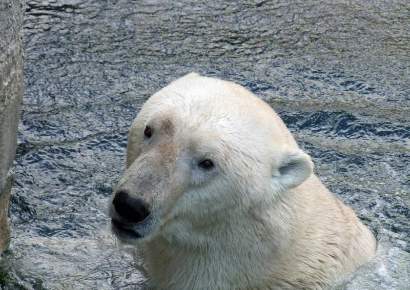 94041 Tierwelt - Eisbär Puzzle