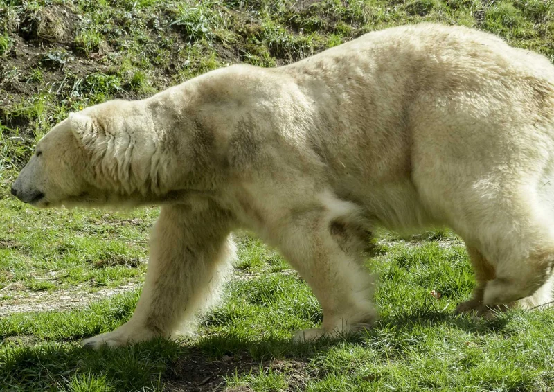 94053 Tierwelt - Eisbär Puzzle