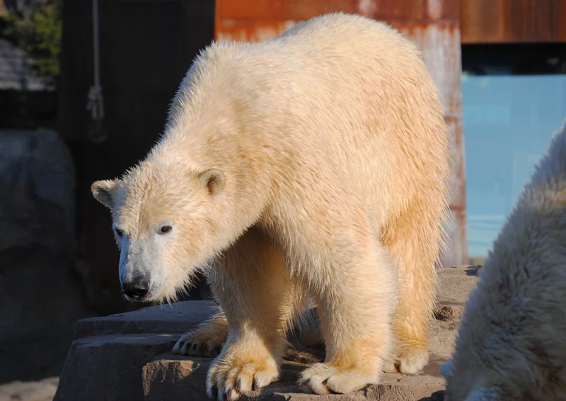 94097 Tierwelt - Polar-Bär Puzzle