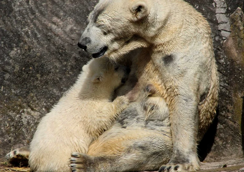 94100 Tierwelt - Eisbär und Junge Puzzle