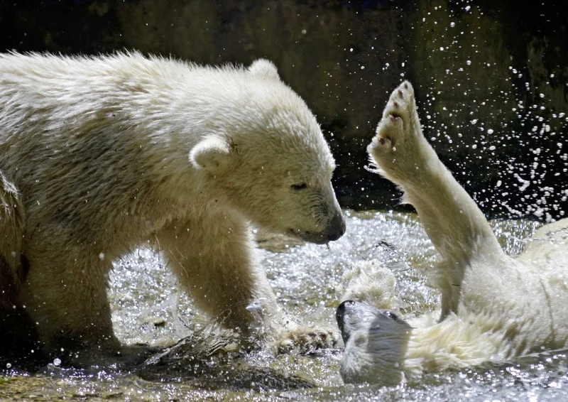 94115 Tierwelt - Eisbären Puzzle