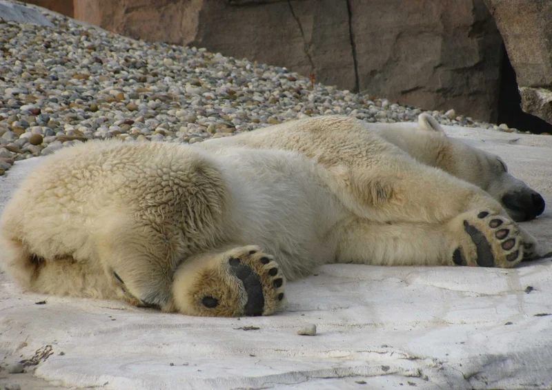 94119 Tierwelt - Eisbär Puzzle
