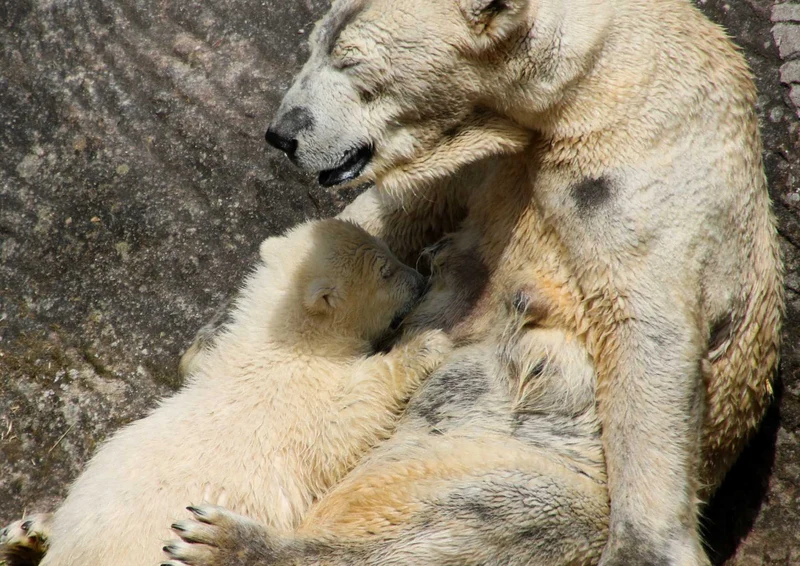 94122 Tierwelt - Eisbärbaby Puzzle
