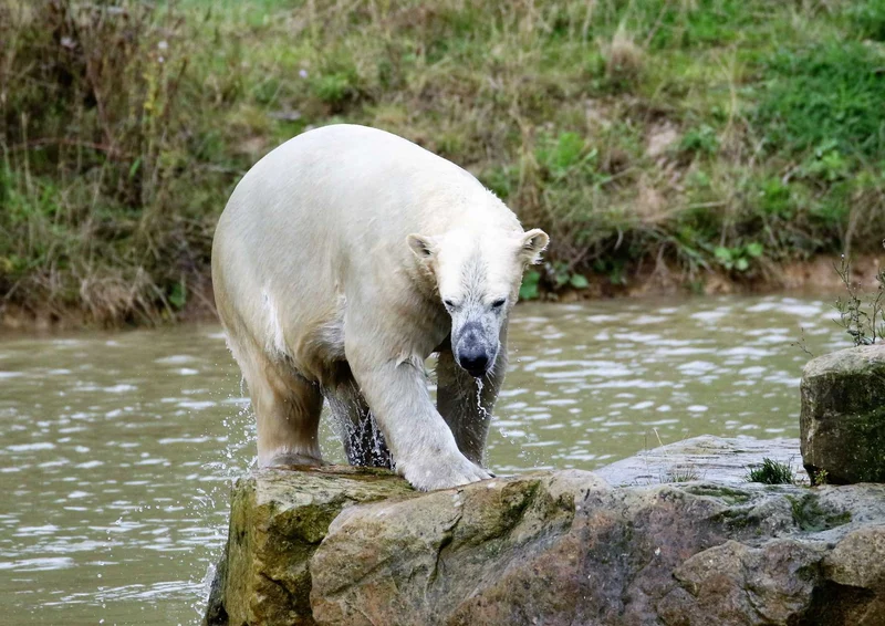 94125 Tierwelt - Eisbär auf Fels Puzzle