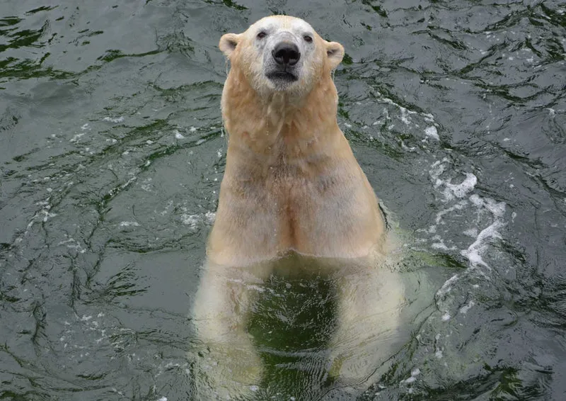 94129 Tierwelt - Eisbär Puzzle