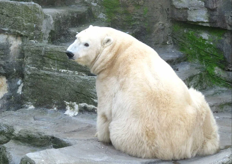 94136 Tierwelt - Eisbär Puzzle