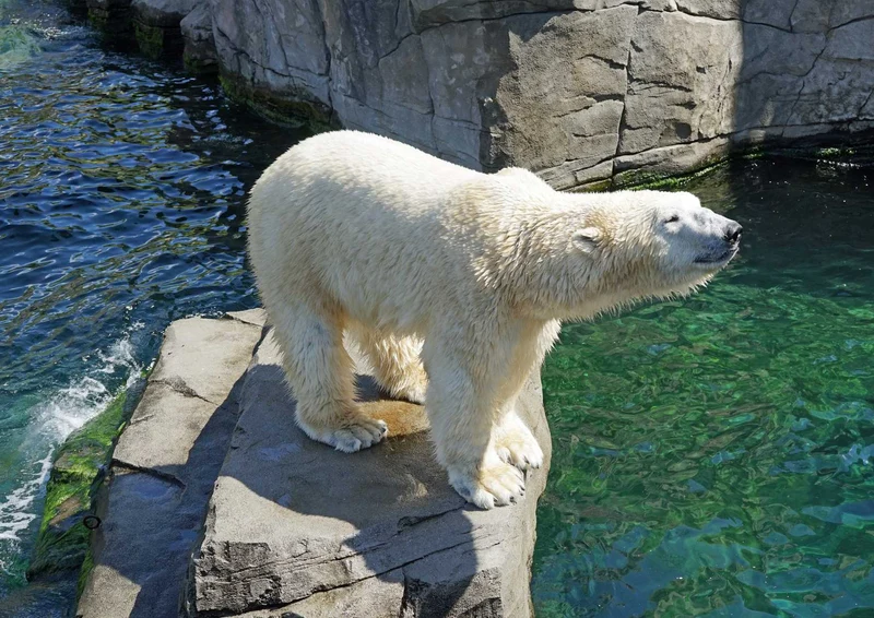 93607 Tierwelt - Eisbär auf Fels Puzzle