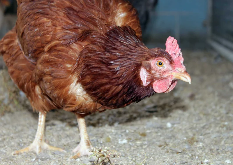 94582 Tierwelt - Huhn Puzzle