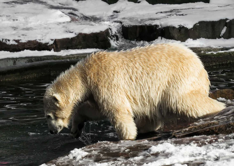 94140 Tierwelt - Eisbär Puzzle