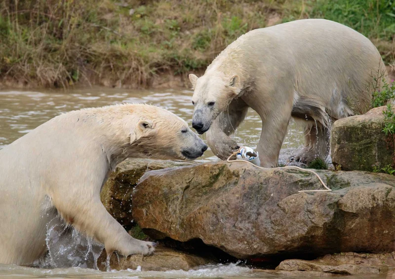 94144 Tierwelt - Eisbären Puzzle