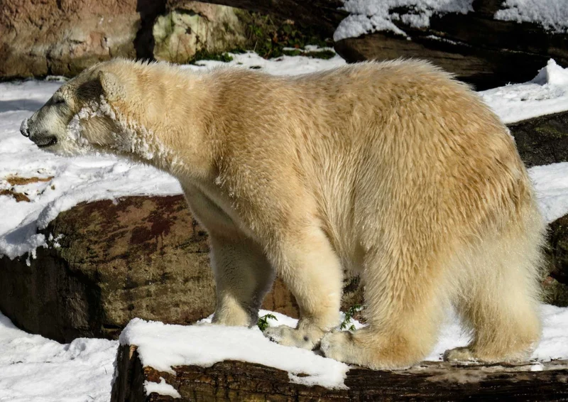 94148 Tierwelt - Eisbär Puzzle