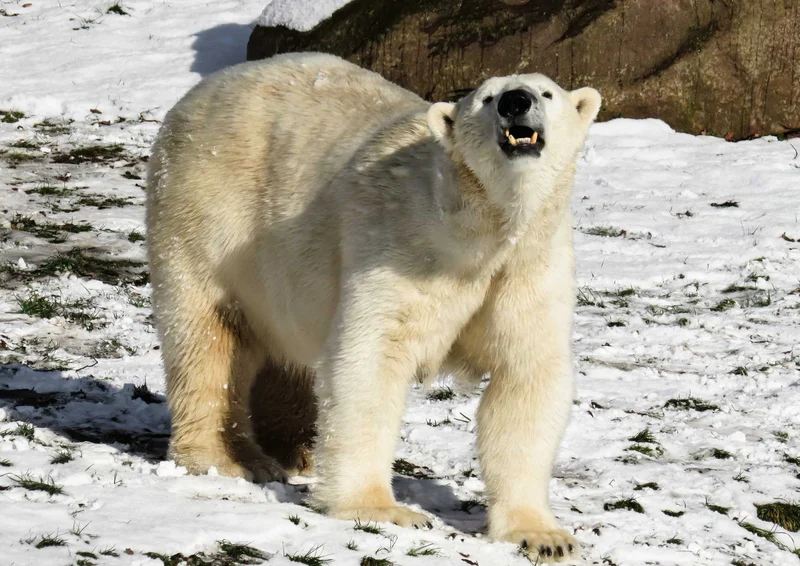 94160 Tierwelt - Eisbär Puzzle