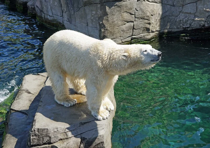 94167 Tierwelt - Eisbär auf Fels Puzzle