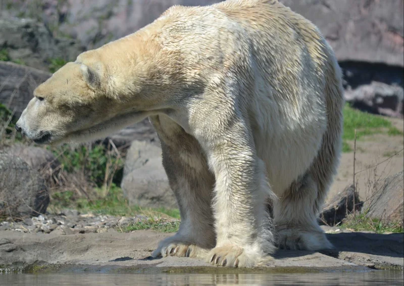 94171 Tierwelt - Eisbär Puzzle