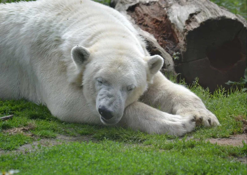 94175 Tierwelt - Eisbär Puzzle