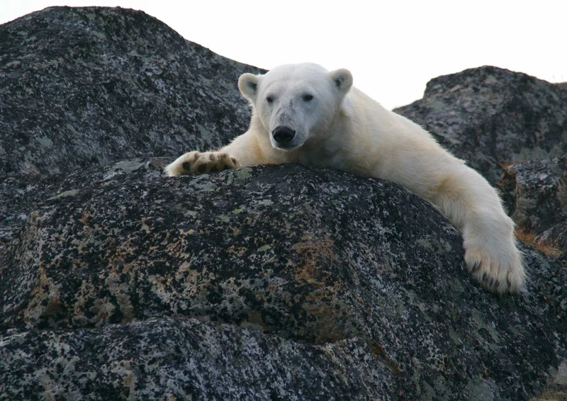94189 Tierwelt - Eisbär Puzzle