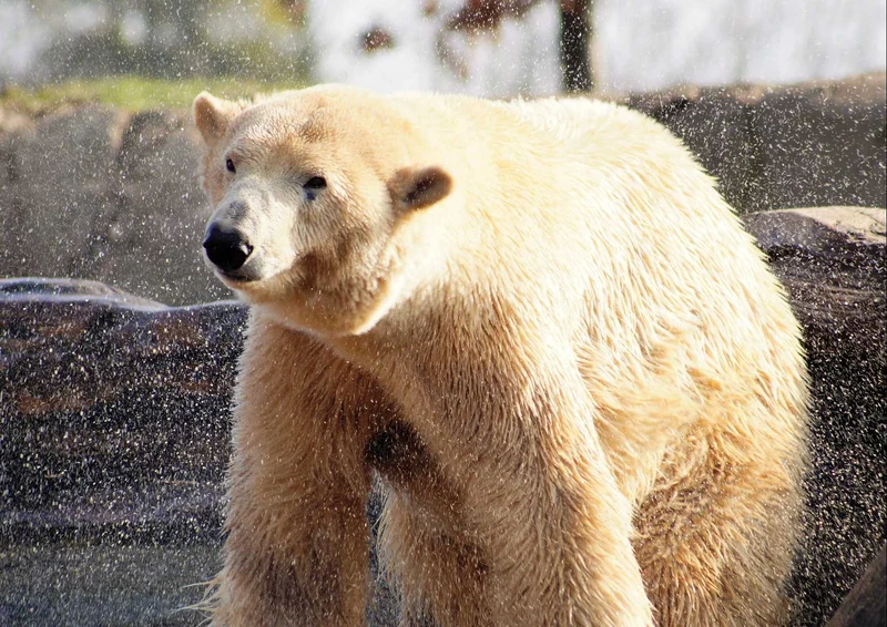94193 Tierwelt - Eisbär Puzzle