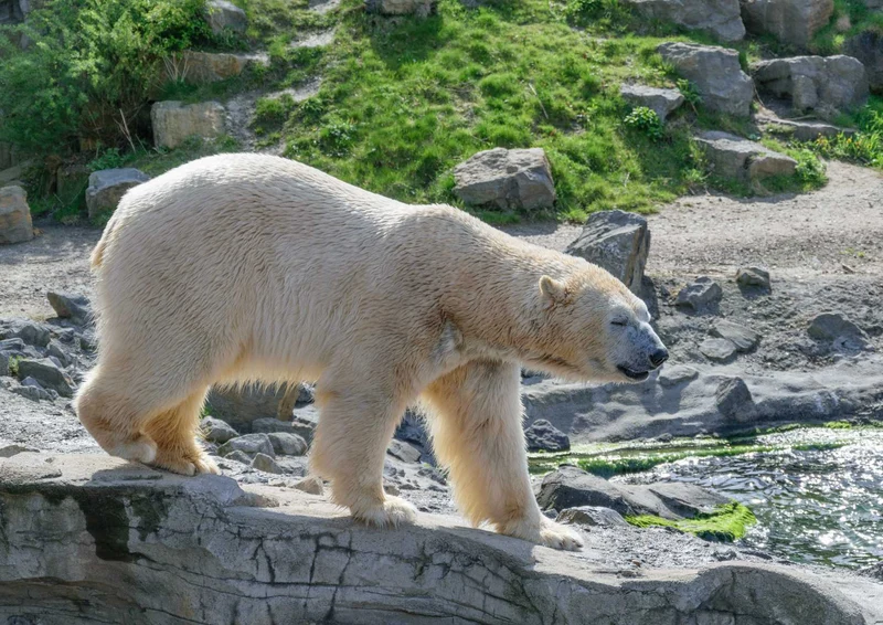 94202 Tierwelt - Eisbär Puzzle