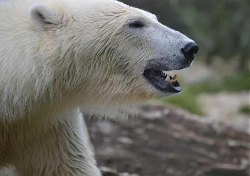 94212 Tierwelt - Eisbär Puzzle