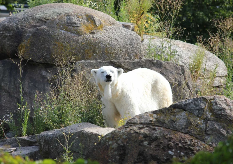 94220 Tierwelt - Eisbär Puzzle