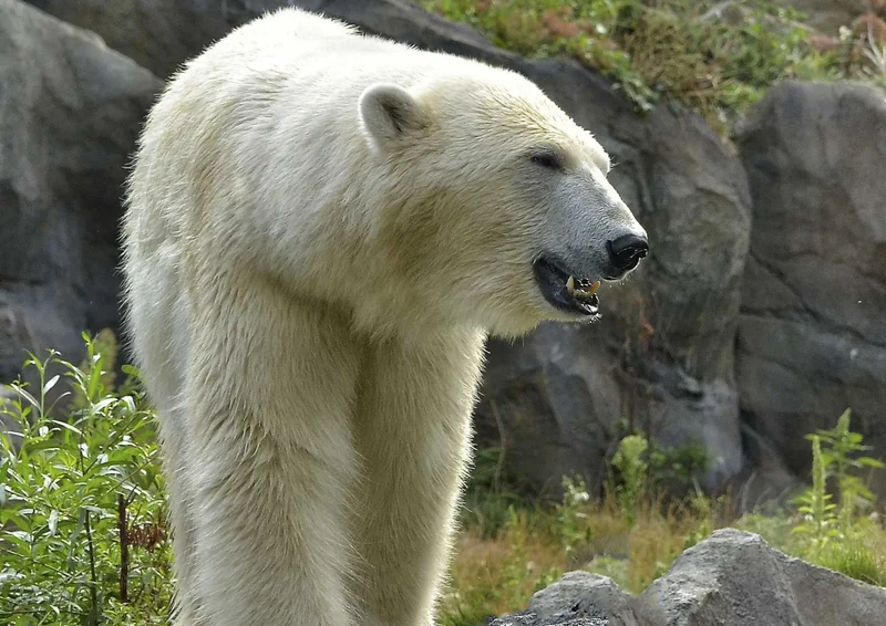 94245 Tierwelt - Eisbär Puzzle
