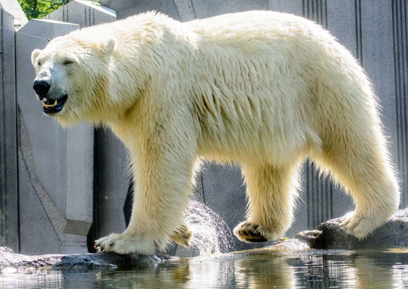 94246 Tierwelt - Eisbär Puzzle
