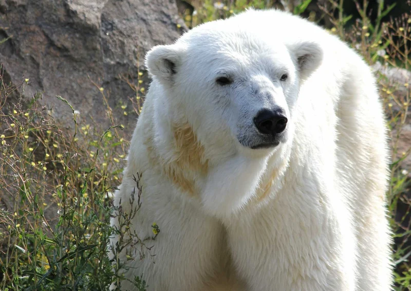 94250 Tierwelt - Eisbär Puzzle