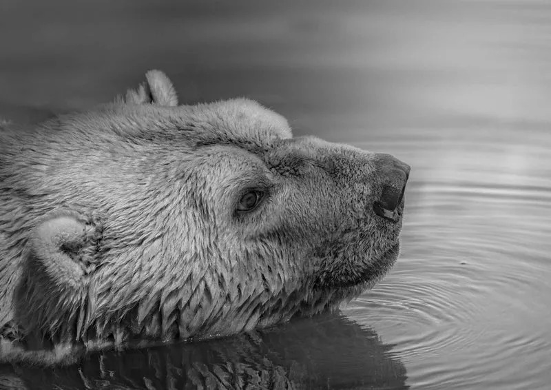 94847 Tierwelt - Eisbär Puzzle