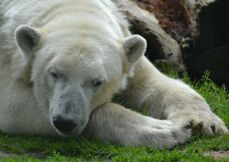 94253 Tierwelt - Eisbär Puzzle