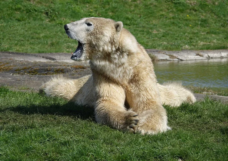 94257 Tierwelt - Eisbär Puzzle
