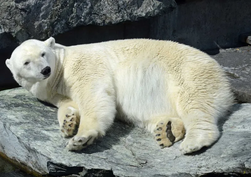 94276 Tierwelt - Eisbär Puzzle