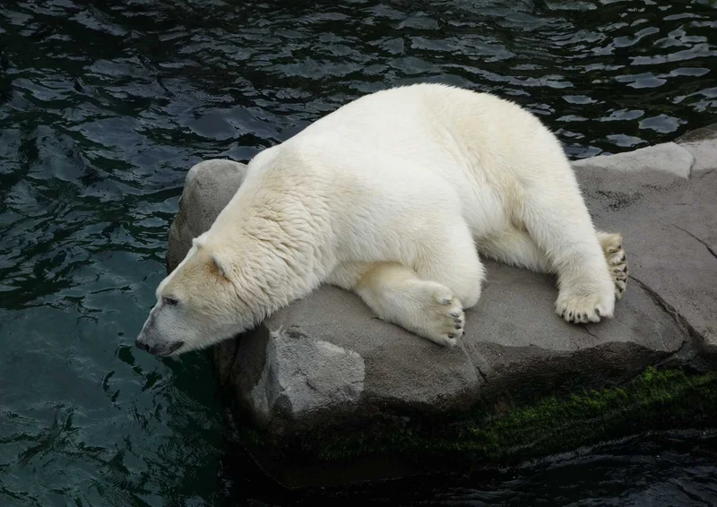 94283 Tierwelt - Eisbär Puzzle
