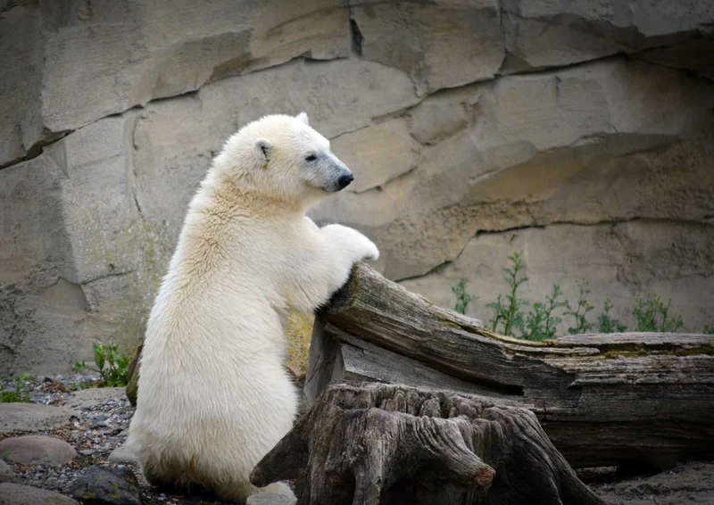 94289 Tierwelt - Eisbär Puzzle