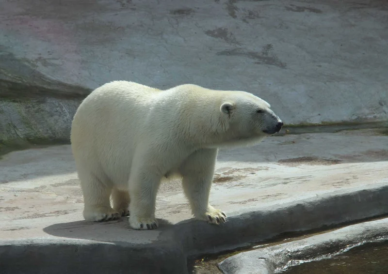 94295 Tierwelt - Eisbär Puzzle
