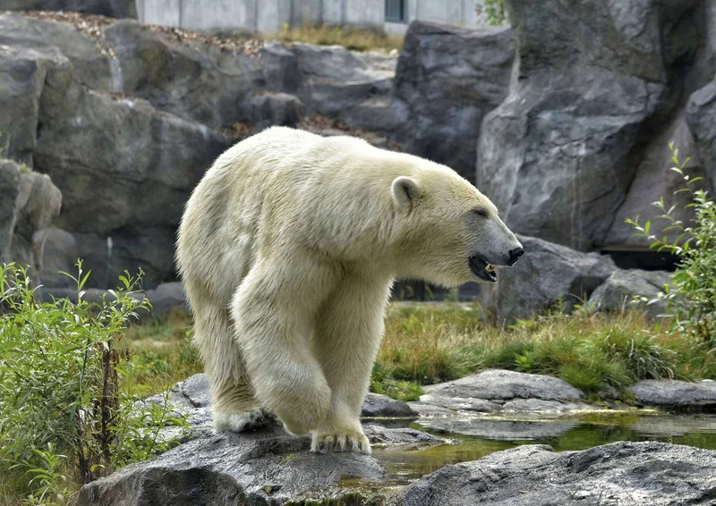 94313 Tierwelt - Eisbär Puzzle