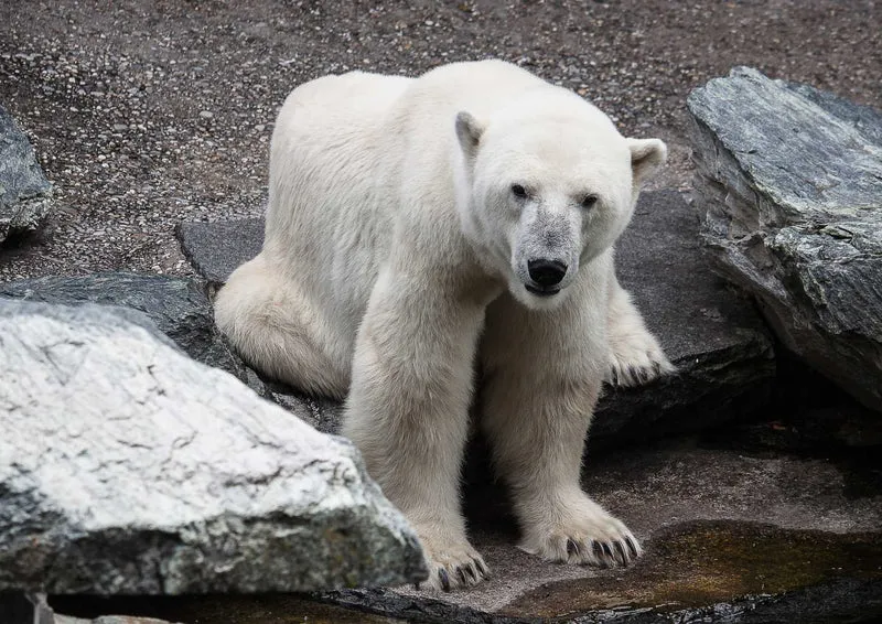 94321 Tierwelt - Eisbär Puzzle