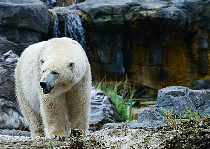 94325 Tierwelt - Eisbär Puzzle