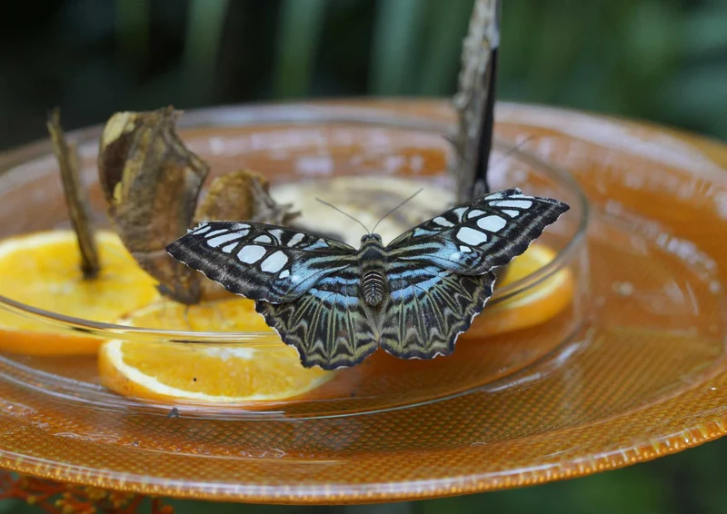 94749 Tierwelt - Schmetterling Puzzle