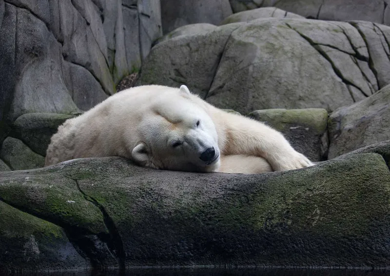 94333 Tierwelt - Eisbär auf Fels Puzzle