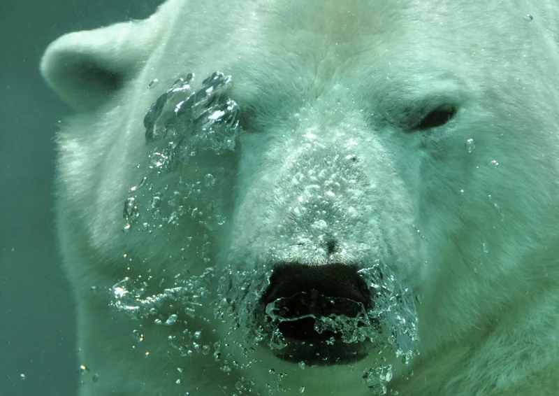 94353 Tierwelt - Eisbär Puzzle