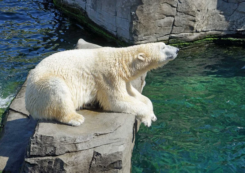 94376 Tierwelt - Eisbär Puzzle