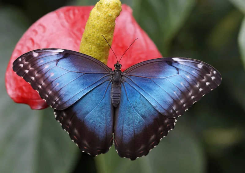 95188 Tierwelt - Schmetterling Puzzle