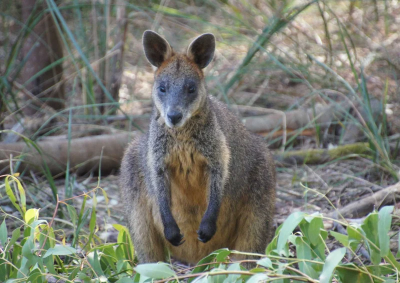 96637 Tierwelt - Wallaby Puzzle