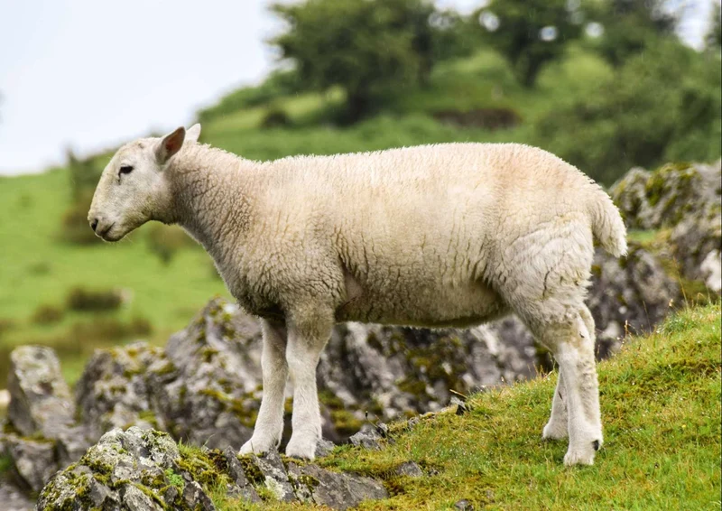 96679 Tierwelt - Schaf Puzzle