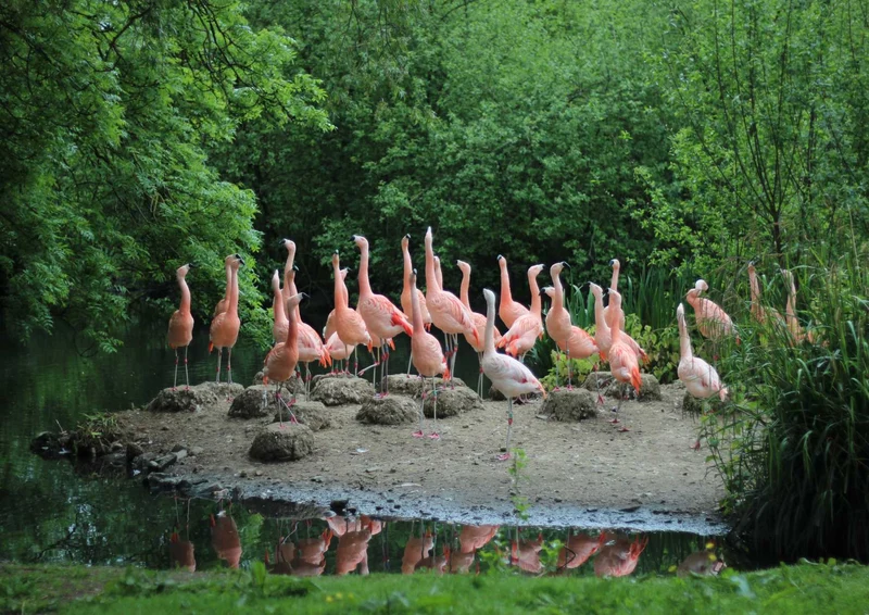 96770 Tierwelt - Flamingos Puzzle