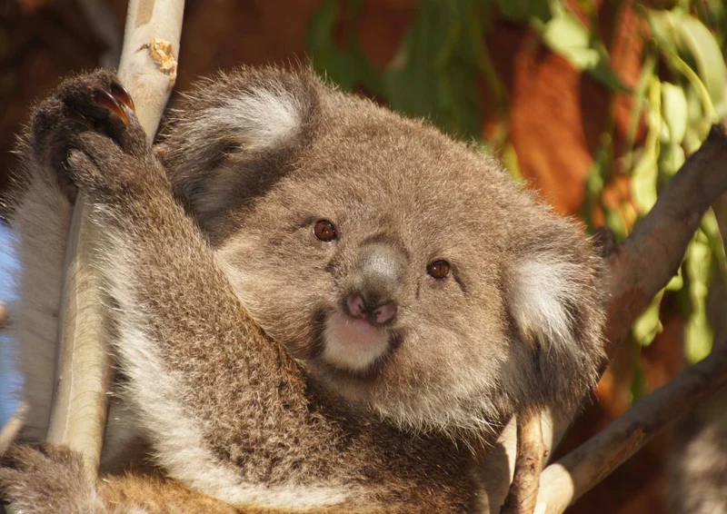 96787 Tierwelt - Koala Puzzle