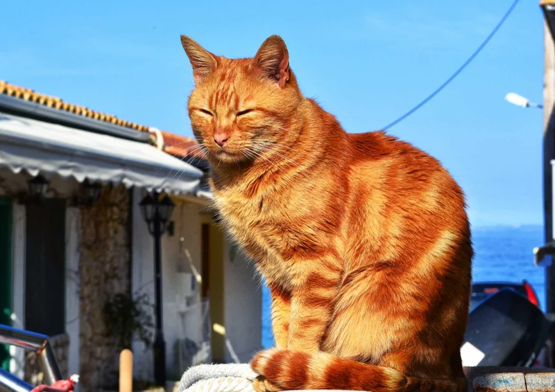 96799 Tierwelt - Katze Puzzle