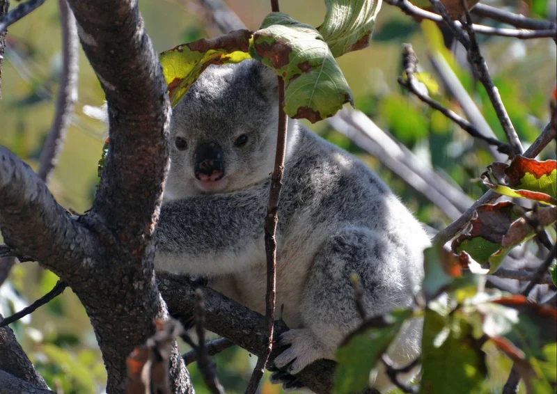 96803 Tierwelt - Koala Puzzle