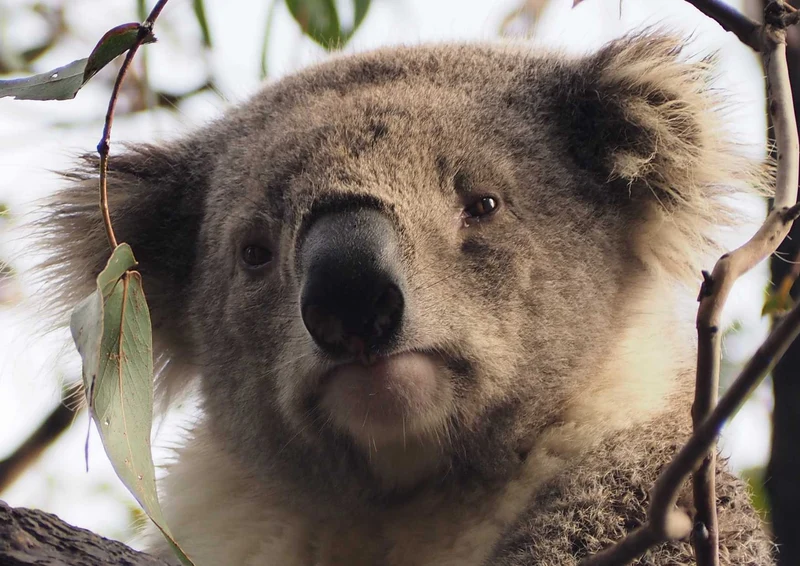 96824 Tierwelt - Koala Puzzle